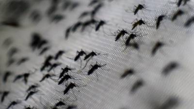 OMS advierte sobre aumento de dengue y zika en países de Europa