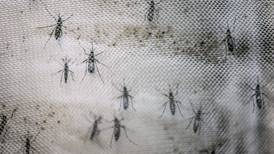 Estudio muestra que haber contraído dengue podría proteger contra virus del Zika
