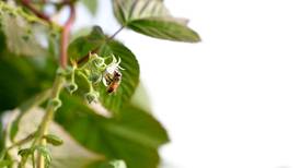 Australia pierde batalla contra ácaro asesino de abejas: Ya no es posible erradicarlo