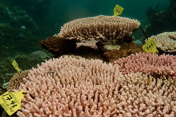 Arrecifes están en peligro: ¿Por qué los corales se están volviendo blancos?