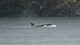 Libertad para Kiska: Orca varada en laguna de Canadá será trasladada hasta el océano en helicóptero