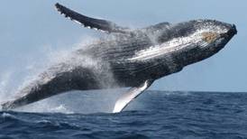 Ecoturismo poco regulado pone en riesgo a ballenas en mares mexicanos: UNAM