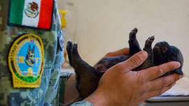 ‘Ley Rufo’: Yucatán castigará con 10 años de cárcel actos de crueldad vs. animales