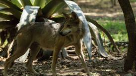 Tristeza invade al Zoológico de Chapultepec: Mueren dos cachorros de lobo mexicano