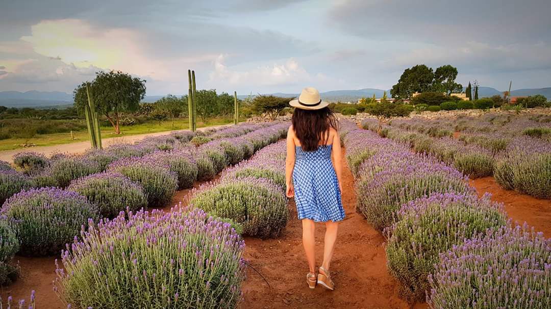 Descubre el rancho de lavandas de Guanajuato – El Financiero