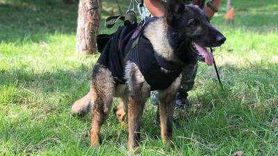 Adiós, héroe: Proteo, perro rescatista de la Sedena, muere en Turquía
