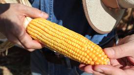 Importación de maíz y frijol en México rompe récord en 2023