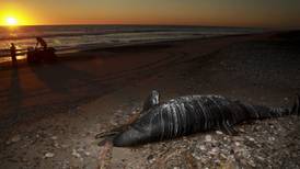 Hallan 30 delfines muertos en playa de Baja California Sur; investigan las causas
