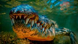 Turista muere tras ataque de cocodrilo en playa de Ixtapa: Su pareja está grave