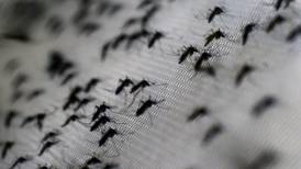 Brote de dengue en México: ¿Cuántos casos hay y en qué estados? 