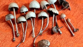Permiten a 4 pacientes terminales usar la sustancia alucinógena de los hongos 'mágicos'