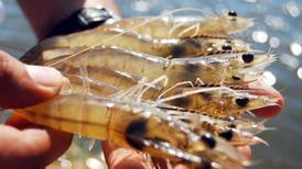Amplían un mes la veda de camarón;  afectará a 1,500 pescadores