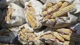 Producción global de maíz disminuirá ante incertidumbre por guerra en Ucrania, estima el CIG 