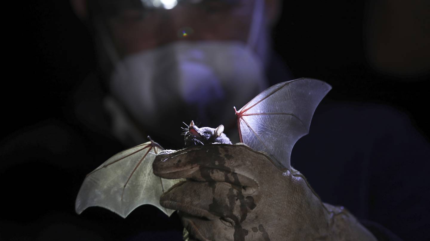 Santa curiosidad, Batman! Avistamiento de murciélagos en la CDMX atrae a  científicos – El Financiero