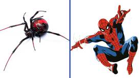 Spiderman boliviano: Niño se deja picar por  araña viuda negra para convertirse en Avenger