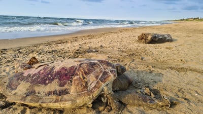 Derrame de petróleo pone en riesgo las especies marinas de las aguas de Veracruz