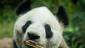 Conoce a Xin Xin, la panda mexicana que podría ser la última en toda América