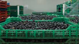 Aranceles e impuesto 'amargan' las exportaciones de berries de Jalisco a China 
