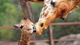 El Zoológico de Chapultepec tiene un nuevo miembro... una jirafa recién nacida