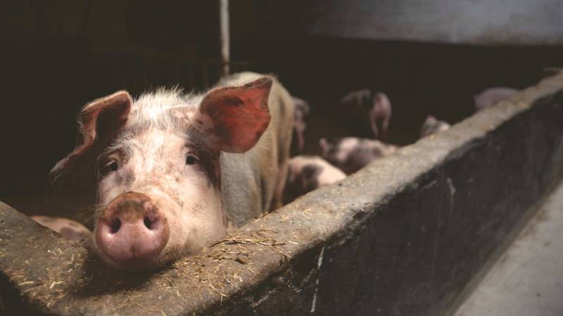 Los cerdos se consideran anfitriones importantes para la generación del virus de influenza