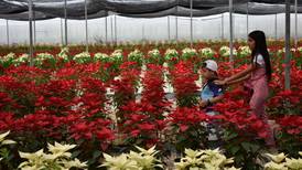 Flor de Nochebuena: ¿Cuál es el origen de la planta mexicana llamada ‘poinsettia’ en EU?