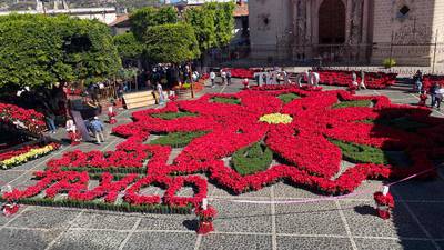 Taxco tiene la Flor de Nochebuena más grande del mundo