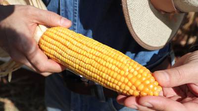 EU inicia ‘guerra’ con México por maíz transgénico 