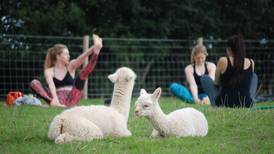 ¿Estresado? Medita y practica yoga con alpacas