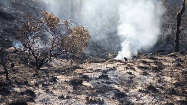 Vecinos de Libres colapsan la Puebla-Xalapa; exigen atención inmediata a un incendio forestal