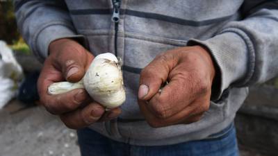¿Qué usos se le da al ajo en la medicina tradicional mexicana?