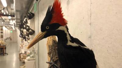 Adiós al pájaro carpintero de pico marfil: EU lo declara extinto junto a  otras 22 aves – El Financiero