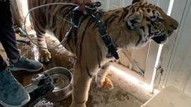 Rescatan a tigre de bengala que fue encerrado en una vivienda de Chimalhuacán, Edomex