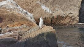 Avistan un raro pingüino blanco en Galápagos