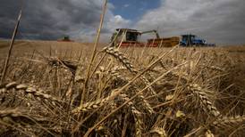 Alemania ‘toca puertas’ en México para vender trigo 