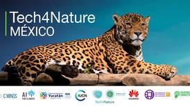 En Yucatán, Huawei ayuda a preservar el jaguar, una especie en peligro de extinción