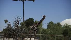 Jirafa Benito: Así es Africam Safari, el santuario en Puebla que puede recibirla