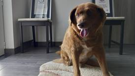 Muere ‘Bobi’, el perrito más viejo del mundo, a los 31 años: ‘Qué vida increíble que tuviste’