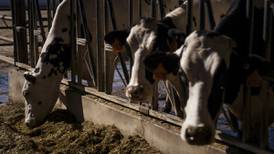 Brote de gripe aviar en vacas se propaga en EU; temen que llegue a México y Europa