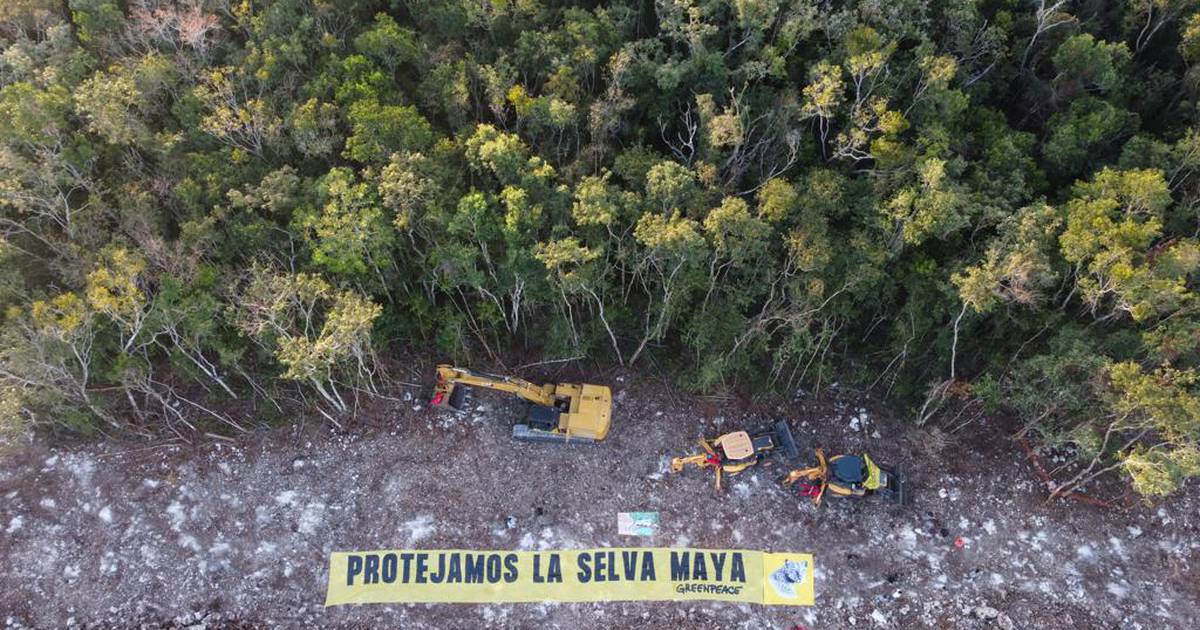 Mayan train may violate T-MEC, warns US – El Financiero