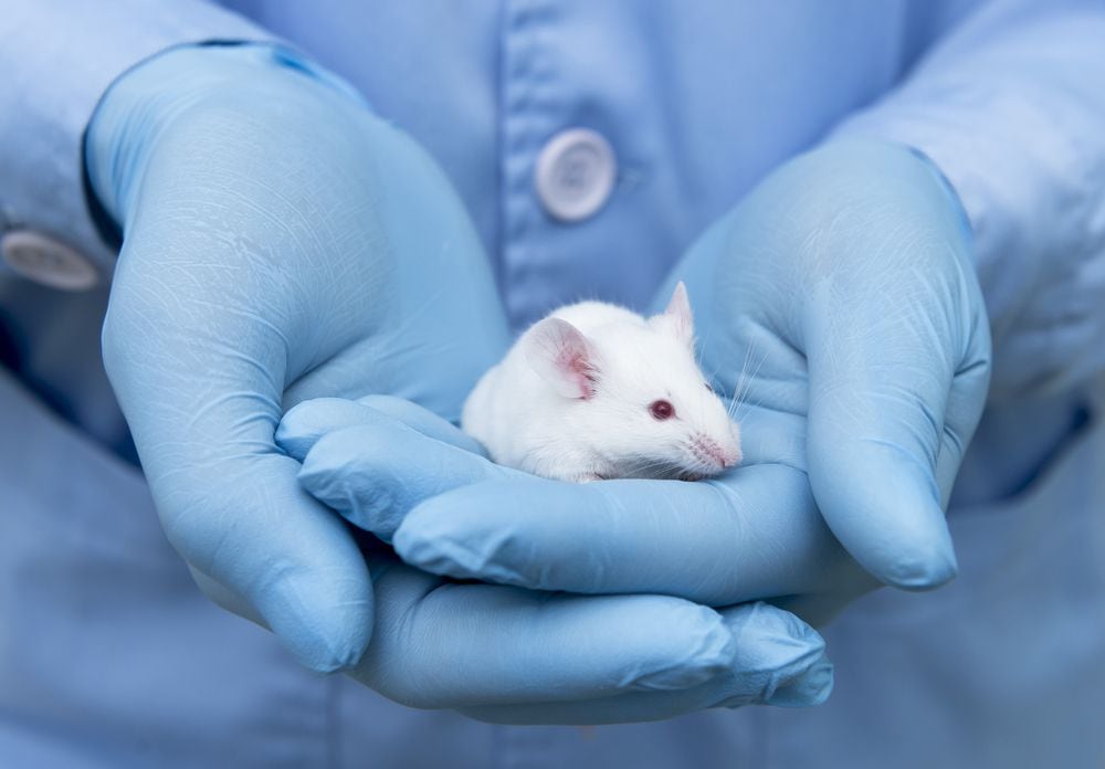 Estudio revela que variante Beta del COVID puede infectar a ratones – El  Financiero