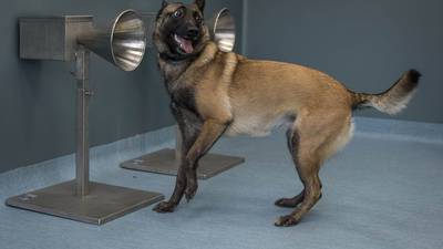 ¡Gran noticia! Perros detectan el COVID-19 en el sudor humano, con eficacia del 97%: estudio