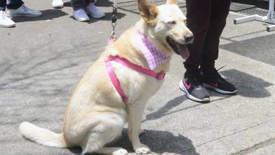 Día del Perro en México: ¿Hay razas agresivas? Experta de la UNAM lo explica