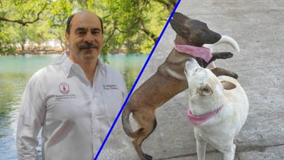 Justicia para Buba y Canela: Alcalde en Michoacán confiesa el asesinato de dos perritas