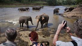 El país con más elefantes en el mundo analiza retirar prohibición para cazarlos