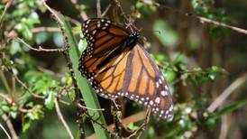 Las mariposas monarca se quedan sin alimento por culpa de herbicidas, alerta investigadora de la UNAM