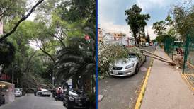 Caída de árboles en la CDMX: Entre los daños, calles de Polanco se quedan sin luz y teléfono