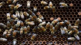 Hasta la miel amarga: Denuncian nueva muerte masiva de abejas en Hopelchén, Campeche