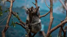 ONG declara funcionalmente extinto al koala en Australia