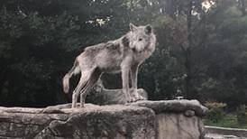 'Chico': el lobo mexicano que ayudó a conservar su especie