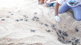 Playas de Cozumel suman más de 4 mil nidos de tortugas marinas
